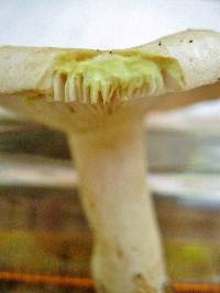 Lactarius chrysorrheus image