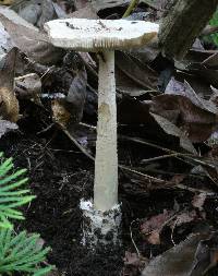 Amanita dolichopus image