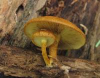 Pholiota granulosa image