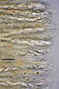 Microglossum viride image