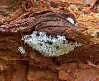 Ceratiomyxa fruticulosa var. fruticulosa image