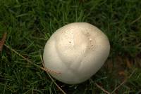 Agaricus arvensis image