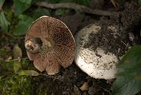 Agaricus bitorquis image
