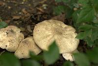 Agaricus bitorquis image