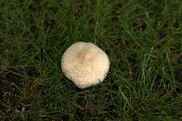 Agaricus arvensis image