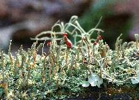 Cladonia didyma image