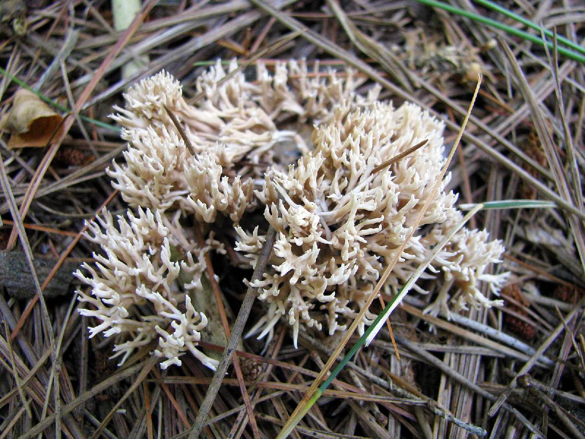 Lentaria micheneri image