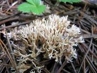 Lentaria micheneri image