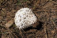 Calvatia sculpta image