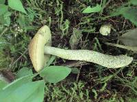 Leccinum rugosiceps image
