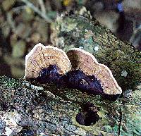 Earliella scabrosa image