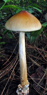 Amanita amerifulva image