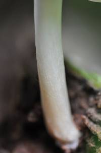 Pluteus salicinus image