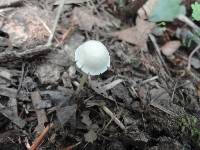 Entoloma sericellum image