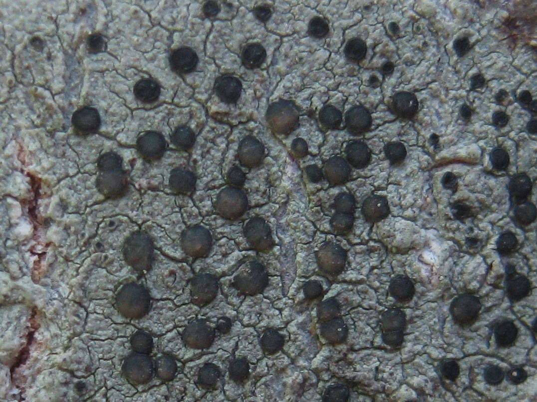 Lecidella elaeochroma f. elaeochroma image