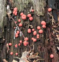 Lycogala epidendrum image