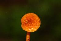 Hygrophoropsis aurantiaca image