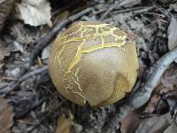 Boletus vermiculosoides image