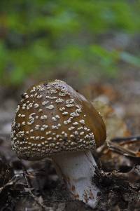 Amanita brunnescens image