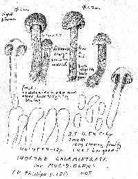 Inocybe hirsuta var. maxima image