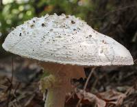 Amanita cokeri image