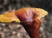 Ganoderma curtisii image