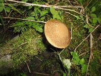 Leccinum pseudoscabrum image