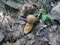 Aureoboletus moravicus image