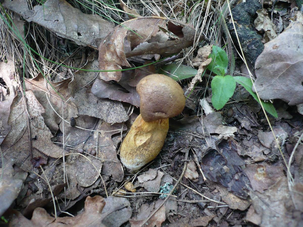 Aureoboletus moravicus image