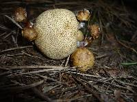 Pseudoboletus parasiticus image