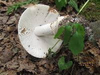 Amanita volvata image