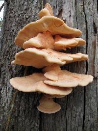 Laetiporus gilbertsonii var. pallidus image