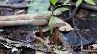 Hygrocybe lilaceolamellata image