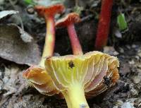 Hygrocybe appalachiensis image