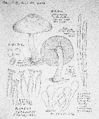 Pluteus petasatus image