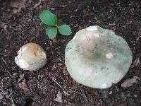 Russula variata image