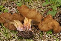 Gyromitra californica image