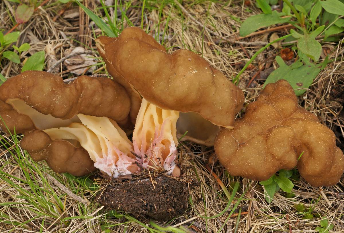 Gyromitra californica image