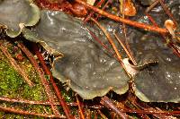 Peltigera neopolydactyla image