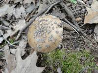 Amanita borealisorora image