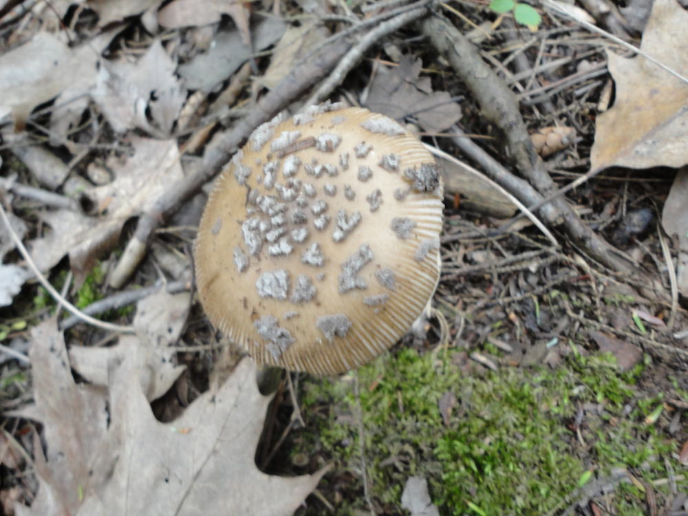 Amanita borealisorora image
