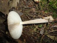 Amanita borealisorora image