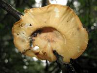 Mycobonia flava image