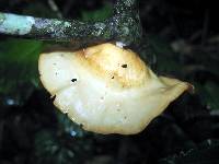 Mycobonia flava image