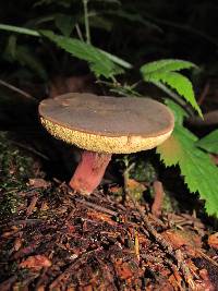 Boletus zelleri image