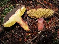 Boletus zelleri image