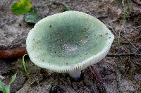 Russula aeruginea image