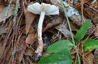 Amanita rubescens var. rubescens image