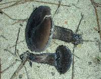 Tylopilus alboater image