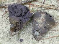 Calvatia cyathiformis image